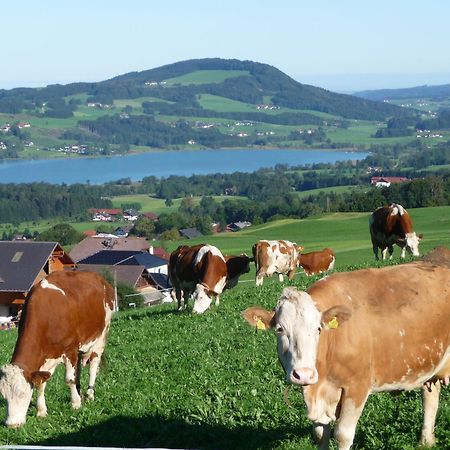 Familienferienhof Stabauer Zell am Moos Buitenkant foto